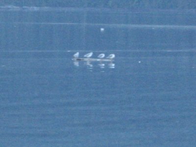 IMG_1311.JPG