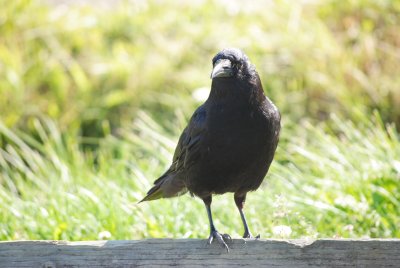 Homer pigeon