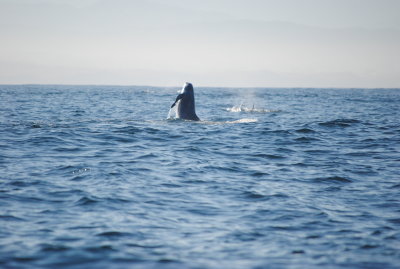 DSC_0111.JPG