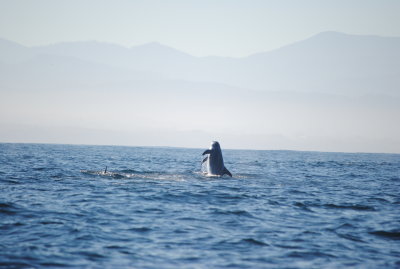 DSC_0113.JPG