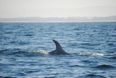 DSC_0101.JPG
