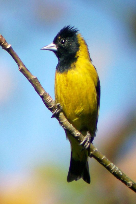 Black-headed Siskin