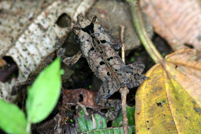South American Common Toad