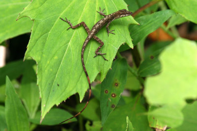 Roughskin Anole