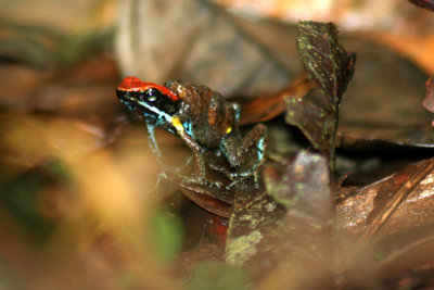 Ecuador Poison Frog
