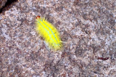 Caterpillar