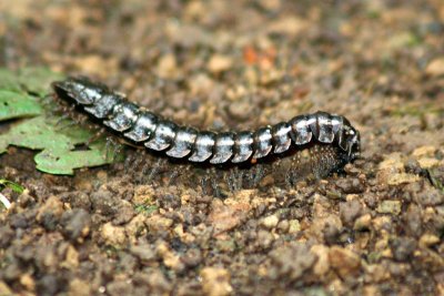 Centipede