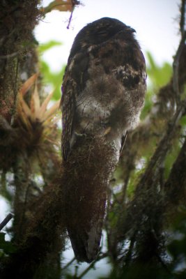 Common Potoo