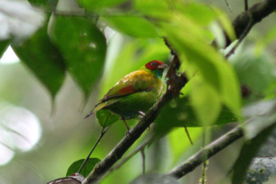 Rufous-winged Tanager