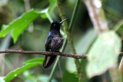 Velvet-purple Coronet