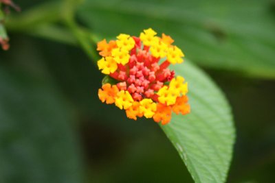 Flower