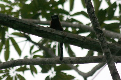 Golden-mantle Saddleback Tamarin