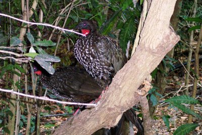 Crested Guan