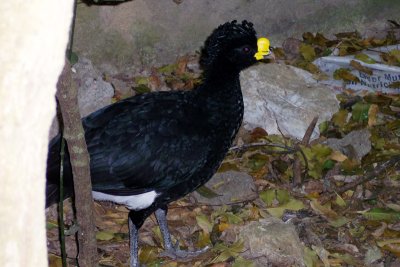 Great Curassow