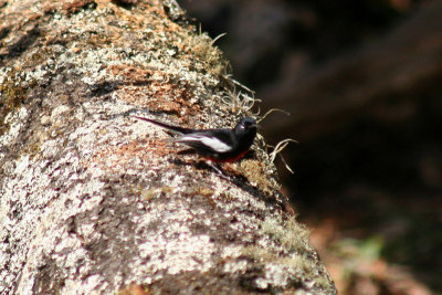 Painted Redstart