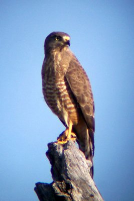 Roadside Hawk