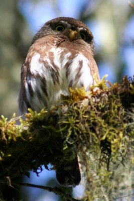 Tamaulipas Pygmy-Owl