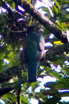 Violaceous Trogon