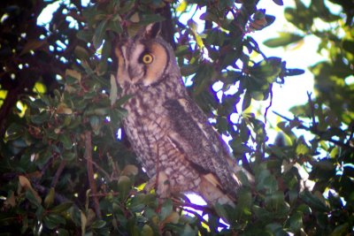 Long-eared Owl