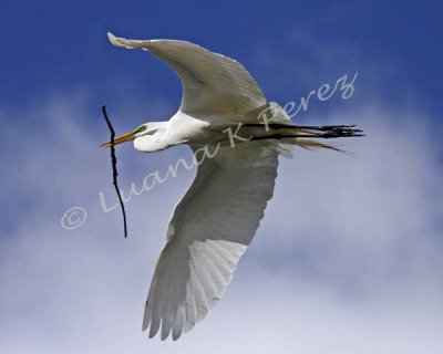Egret flying