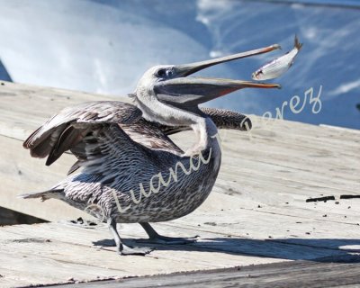 Pelican - Down the Hatch