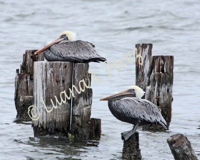 Pelicans on Lake Ponchartrain