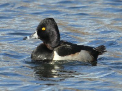 Ring-Necked Duck Falmouth
