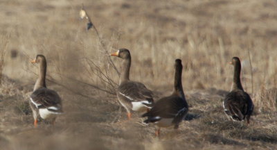 Greater White Fronted Geese Bear Creek Saugus Ma