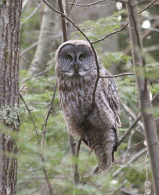 Great Gray Owl  in Newmarket, N.H.    4/4/09