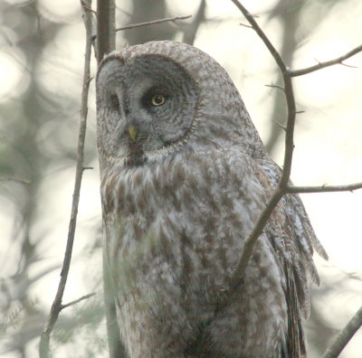 GreatGrayOwl04.jpg