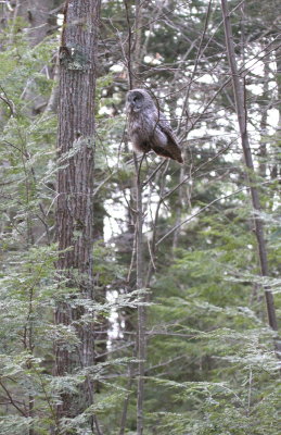 GreatGrayOwl06.jpg
