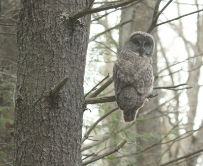 GreatGrayOwl07.jpg