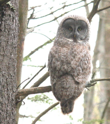 GreatGrayOwl12.jpg