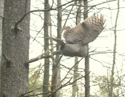 Great Gray Owl  in Newmarket, N.H.    4/4/09