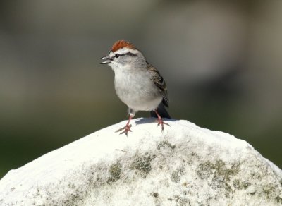 Mt Auburn Cemetary Chipping Sparrow 01