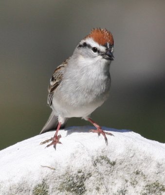 Mt Auburn Cemetary Chipping Sparrow 02