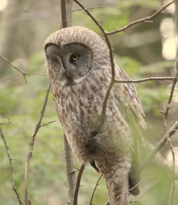 Great Gray Owl listening