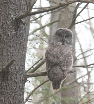 Great Gray Owl 180 turn