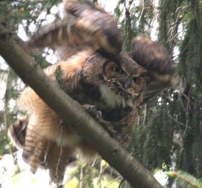 Great Horned Owl Stretching Wings