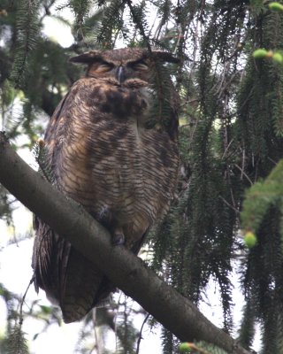 Great Horned Owl Resting