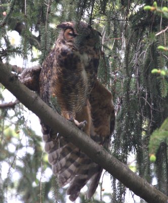 Great Horned Owl Stretching