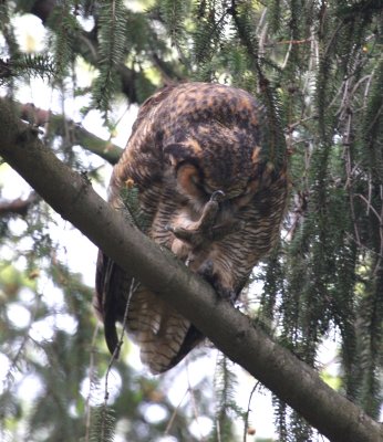 Great Horned Owl Claw Extended