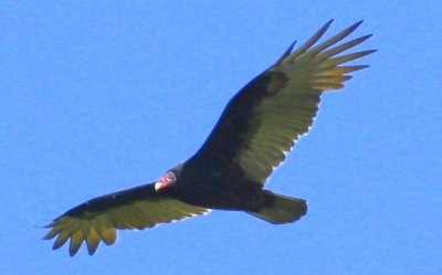 Turkey Vulture at Cumberland Farm fields 01