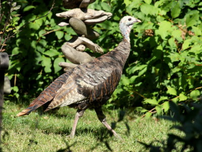 Wild Turkey Pratts Court Stoughton  - part of flock of 14 birds