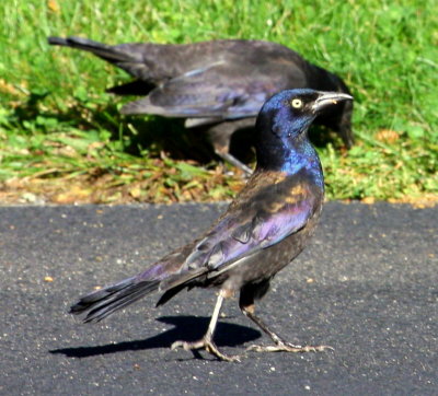 Common Grackle 01 home driveway Stoughton - part of a flock of several hundred