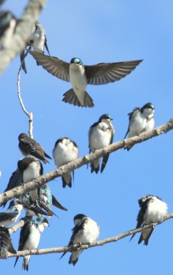 Tree Swallows 01 at Cumberland Farm fields