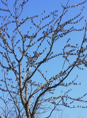 Tree Swallows fill tree near manure pit  at Cumberland Farm fields