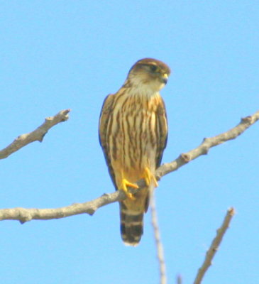 Merlin 03 at Cumberland Farm fields