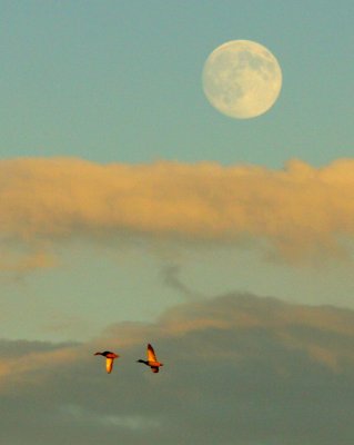 Great Meadows Moonrise 02
