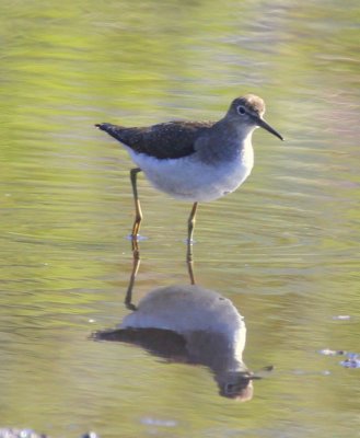 Solitary Sandpiper 02  at Nahant Heritage Trail